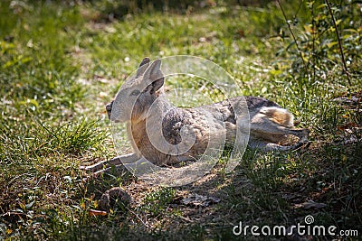 Patagonian hare or malÃ , immortalized in captivity in a wildlife park Stock Photo